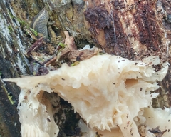 Prophysaon foliolatum