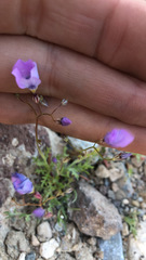 Gilia cana