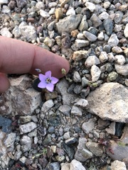 Gilia cana
