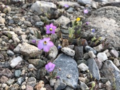 Gilia cana