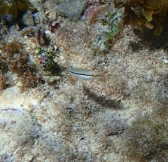 Halichoeres bivittatus