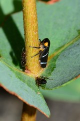 Eurymeloides bicincta
