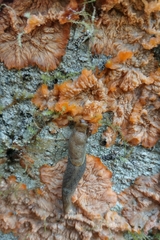 Prophysaon foliolatum