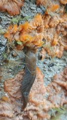 Prophysaon foliolatum