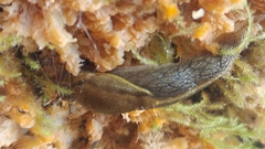 Prophysaon foliolatum