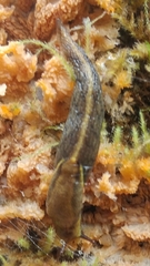 Prophysaon foliolatum
