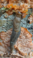 Prophysaon foliolatum