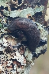 Prophysaon dubium