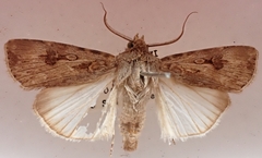 Agrotis munda