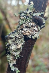 Prophysaon dubium