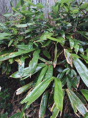 Indocalamus latifolius