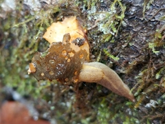 Prophysaon foliolatum