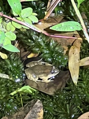 Leptodactylus melanonotus