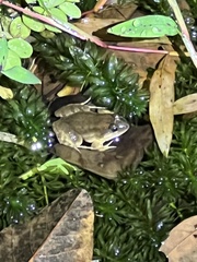 Leptodactylus melanonotus