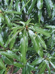 Lindera megaphylla