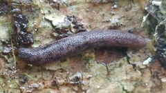 Prophysaon dubium