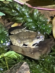 Leptodactylus melanonotus