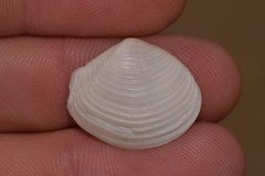 Myadora pandoriformis