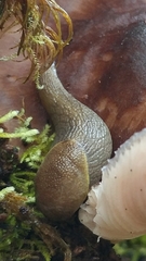 Prophysaon foliolatum