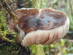 Prophysaon foliolatum