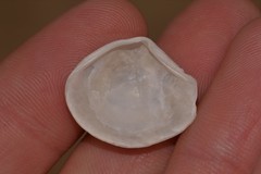 Myadora pandoriformis