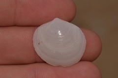 Zemysina globularis