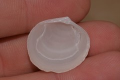 Zemysina globularis