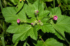 Fuertesimalva peruviana