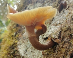 Prophysaon foliolatum