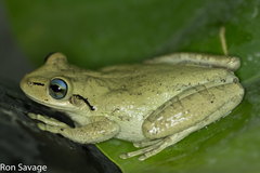 Osteopilus dominicensis