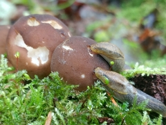 Prophysaon foliolatum