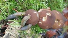Prophysaon foliolatum