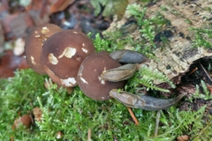 Prophysaon foliolatum