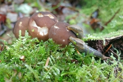 Prophysaon foliolatum