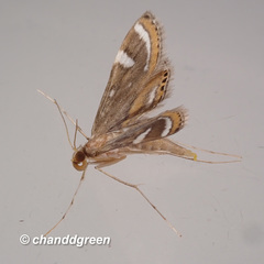 Strepsinoma croesusalis