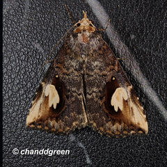 Pseudosphetta fissisigna