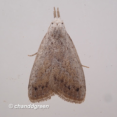Meganola brunellus