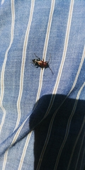 Phymatodes nitidus