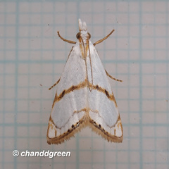 Pseudargyria interruptella