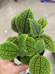 Pilea involucrata