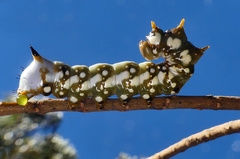 Psalidostetha banksiae