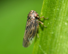 Agalliina