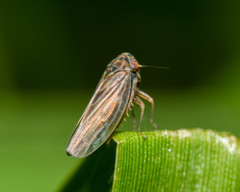 Agalliina