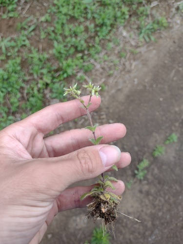Cerastium glomeratum observed 2022-03-06
