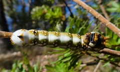 Psalidostetha banksiae