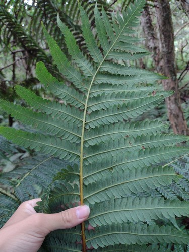 Hapu'u li (Cibotium menziesii)