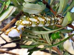 Psalidostetha banksiae