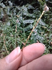 Paspalum mandiocanum