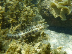 Parapercis australis