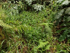 Paspalum mandiocanum